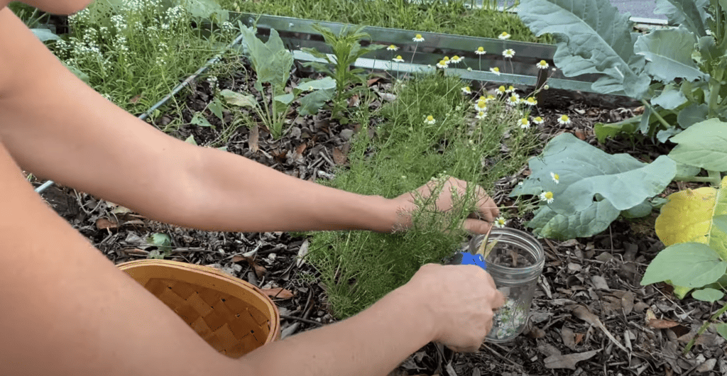 Harvesting chamomile flowers